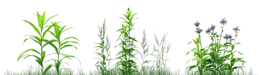 Fototapeta premium tall grasses growing in different stages, with a transparent background. 