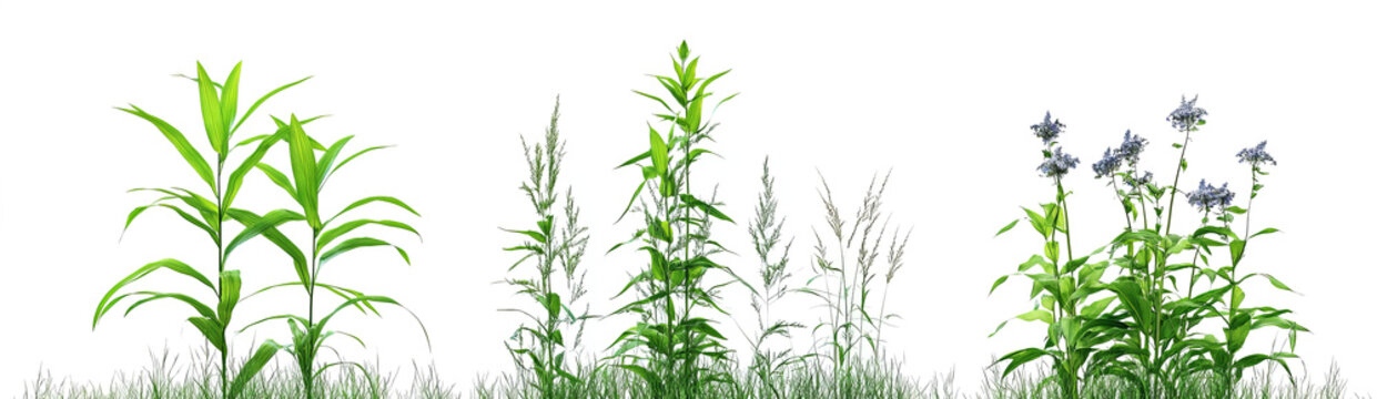  tall grasses growing in different stages,  with a transparent background. 