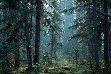 Fototapeta premium Dense stand of black spruce in a boreal forest bathed in cool blue-green light