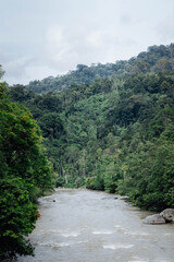 Fototapeta premium Serene river flowing through lush green forest landscape.