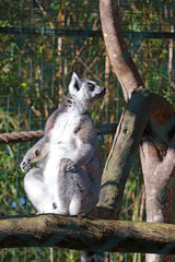 Fototapeta premium Un lémurien attentif à l environnement