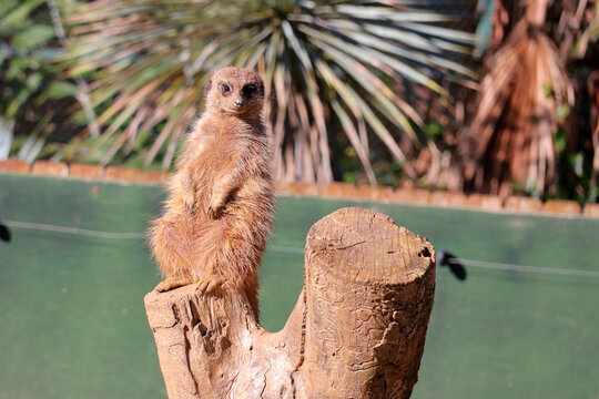 Un suricate en plein travail de surveillance