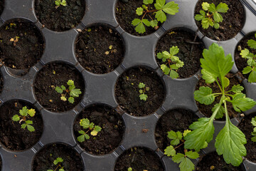 small green fresh strawberry or wild strawberry sprouts grown in a plastic tray with fertile soil for seedlings, filled with strawberry seedlings for planting in the spring in the field
