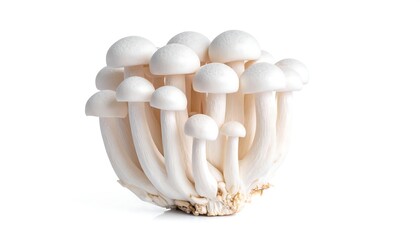 A cluster of white mushrooms with rounded caps and long stems