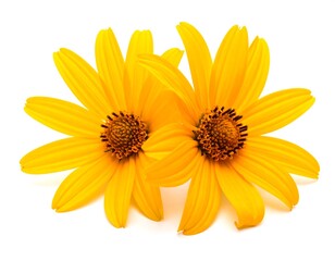 Obraz premium A close-up photo of two vibrant yellow flowers