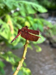 Red Dragonfly Perched on Stem with Green Bokeh Background