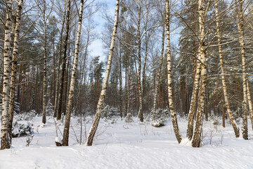Fototapeta premium birch forest with tall snow-covered trees, nature after snowfalls in the winter season, trees in the forest in the winter cold season covered with white snow in cloudy weather