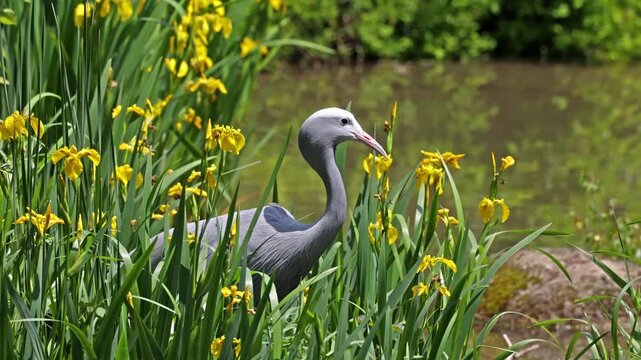 The Blue Crane, Grus paradisea, is an endangered bird specie endemic to Southern Africa. It is the national bird of South Africa