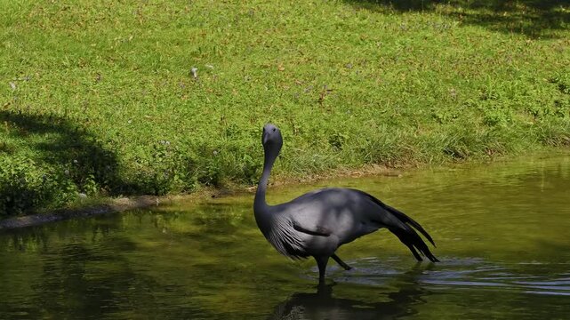 The Blue Crane, Grus paradisea, is an endangered bird specie endemic to Southern Africa. It is the national bird of South Africa