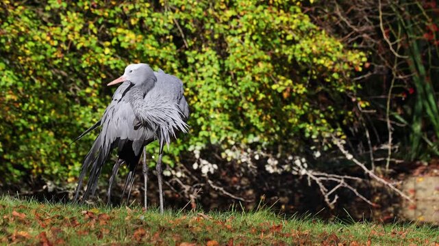 The Blue Crane, Grus paradisea, is an endangered bird specie endemic to Southern Africa. It is the national bird of South Africa