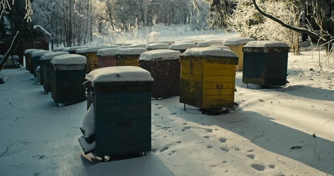 Snow-covered beehives in a quiet forest apiary as gentle snowfall drifts down in Lithuania. Winter beekeeping concept, cold weather, nature, and rural agriculture atmosphere
