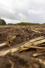 Obraz premium a corn field in cloudy cold autumn during harvest, an agricultural field with a ripe corn crop that is harvested and after harvesting, the soil and pieces of corn are left