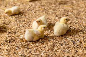 chickens of a meat breed in yellow fluff , industrial chicken farming to provide meat products © rsooll