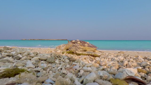 Hawksbill turtle found dead on a beach due to pollution and weakened by barnacles - static wide angle view on a rocky beach near Abu Dhabi, United Arab Emirates