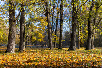 sunrise in the park with autumn foliage in sunny weather, beautiful autumn nature in the park with deciduous trees and lots of maple trees with yellow falling foliage