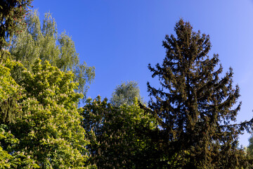 trees with green foliage in the springtime of the year in sunny, clear weather , different types of trees in a mixed forest in warm weather in bright sunlight, blue sky