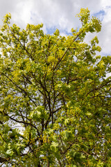 Fototapeta premium the first green foliage on maple trees in the spring during the flowering of the maple tree, a large number of green foliage and green flowers on the branches of the tree in warm spring weather