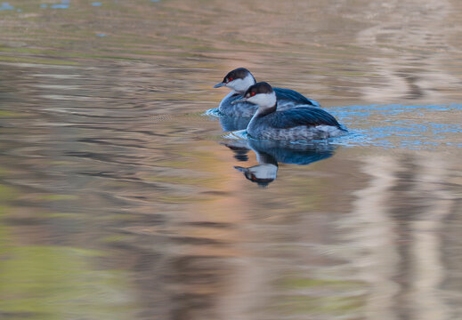 A pair of horned grebes swimming together on the golden waters of Chickamauga Lake in Booker T. Washington State Park in Tennessee