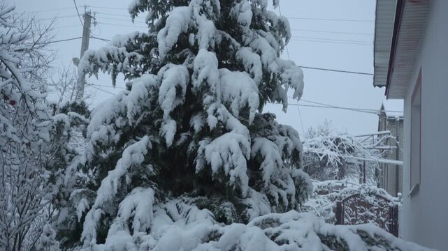A tree bowing in winter under the weight of a snow blanket,evergreen tree branches bend heavily under a thick layer of loose white snow