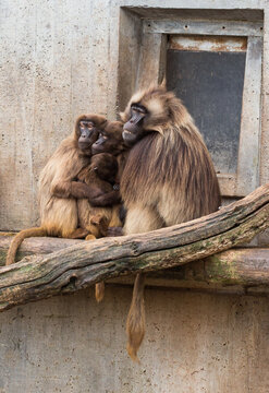 Group of gelada baboons (Theropithecus gelada) at zoo Wilhelma, Stuttgart, Germany