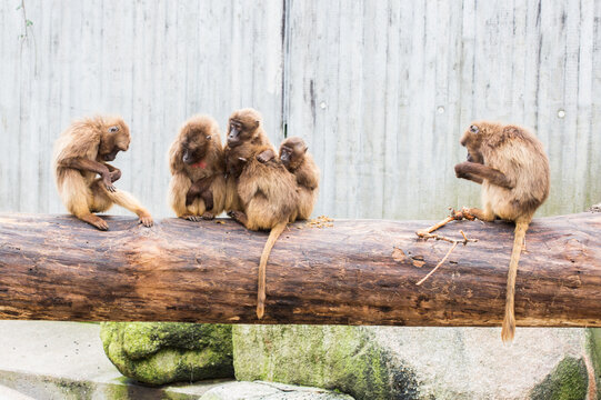 Group of gelada baboons (Theropithecus gelada) at zoo Wilhelma, Stuttgart, Germany