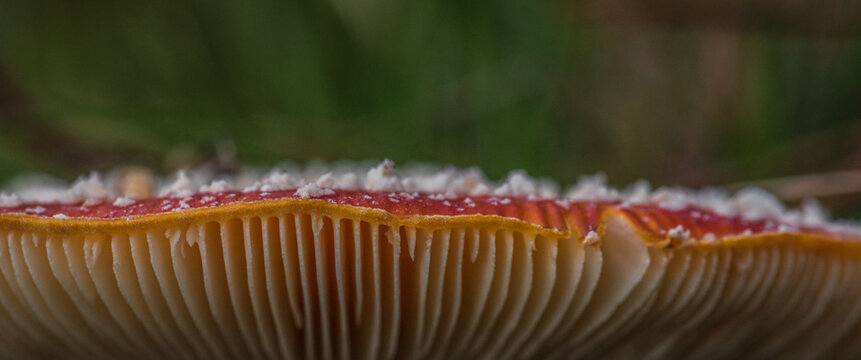 MUSHROOMS - Small life forms in the forest