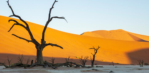 View of dead trees in Deadvlei Valley of Death.	