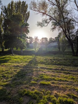 A serene scene of a sunlit park at sunset, where warm light casts elongated tree shadows across a grassy field. Tall trees frame the image. Soft lens flare and gentle backlighting.