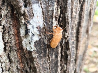 Cicada skin is on the tree.