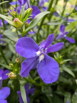 Close-up of a vivid blue lobelia flower with a white center, surrounded by green foliage and budding blossoms. The fresh petals and lush background create a lively and colorful garden atmosphere.