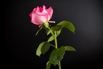 Obraz premium Single pink rose on pink background isolated