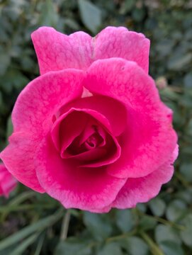 Vibrant close-up of an elegant blooming pink rose with velvety petals, captured in sharp detail against softly blurred green background. Rich color, romance, beauty, natural perfection
