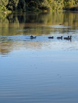 A group of ducks swimming across a calm lake with soft ripples trailing behind them. The surrounding trees are mirrored in the water, enhancing the tranquil, reflective mood. A quiet moment in nature.