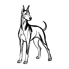 Dibujo con línea continua de un perro dóberman  © teracreonte
