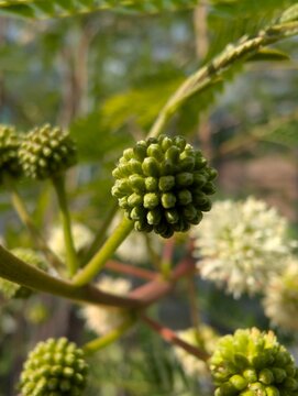 Close-up of a green buttonbush flower bud before blooming, surrounded by softly blurred mature white flower heads in the background. The early stage of floral development, with detailed texture.