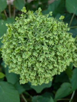 Close-up of a spherical green hydrangea flower head in its early stage, with tightly clustered buds and delicate leaves forming a textured surface. Softly blurred background with rich green foliage.