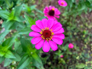Close-up of a vibrant pink zinnia flower with bright yellow stamens and a red center, surrounded by green leaves in a natural garden setting.