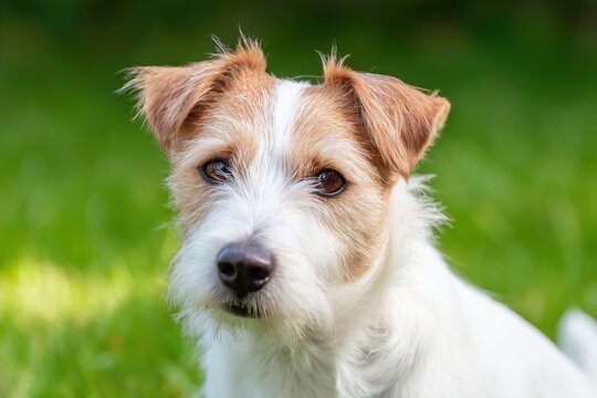 Playful Jac Russell enjoys a sunny afternoon in a green backyard garden full of life and energy