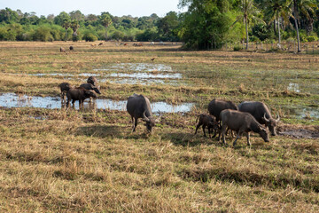 A herd of water buffalo in a wet flooded field in Cambodia.  Rural scene