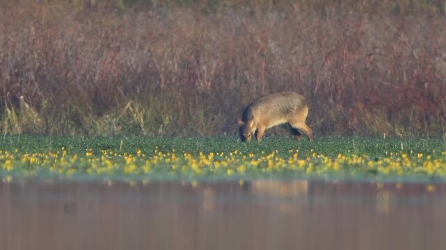 Small Wild Deer Foraging in Meadow with Yellow Flowers near Water