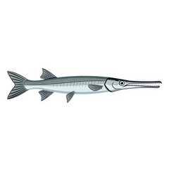 Obraz premium Illustration of Needlefish Swimming in Water.