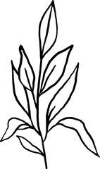 Hand drawn twig with leaves line art. Simple linear botanical plant doodle in vintage style.