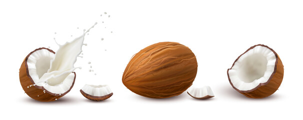 Splashing coconut milk and nut with shell and flesh. Vector in realistic style, organic natural product, tropical fruit. Vegetarian ingredient for meals, aromatic material for cosmetology