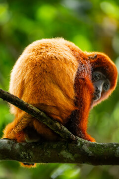 Colombian red howler in Barbas Bremen Natural Reserve