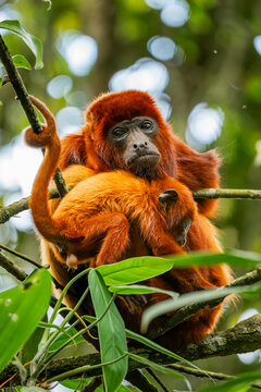 Colombian red howler monkeys in Barbas Bremen reserve