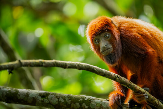 Colombian red howler at Barbas Bremen Natural Reserve