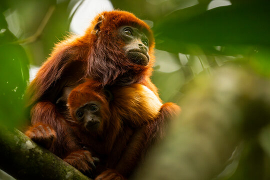 Colombian red howler monkeys in Barbas Bremen Reserve