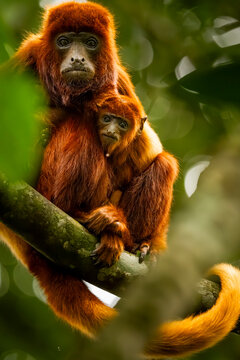 Red howler monkeys in Barbas Bremen natural reserve