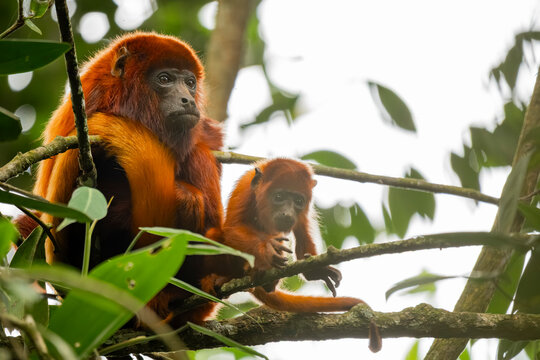 Colombian red howler monkeys in Barbas Bremen Reserve