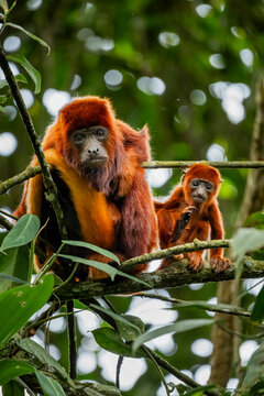 Colombian red howler monkeys in Barbas Bremen reserve